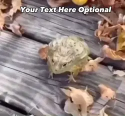 Frog Laughing Meme