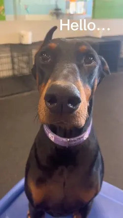 Cute dog template🦮