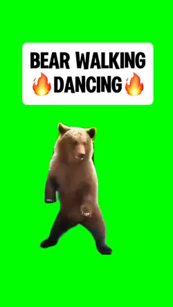 BEAR WALKING DANCING