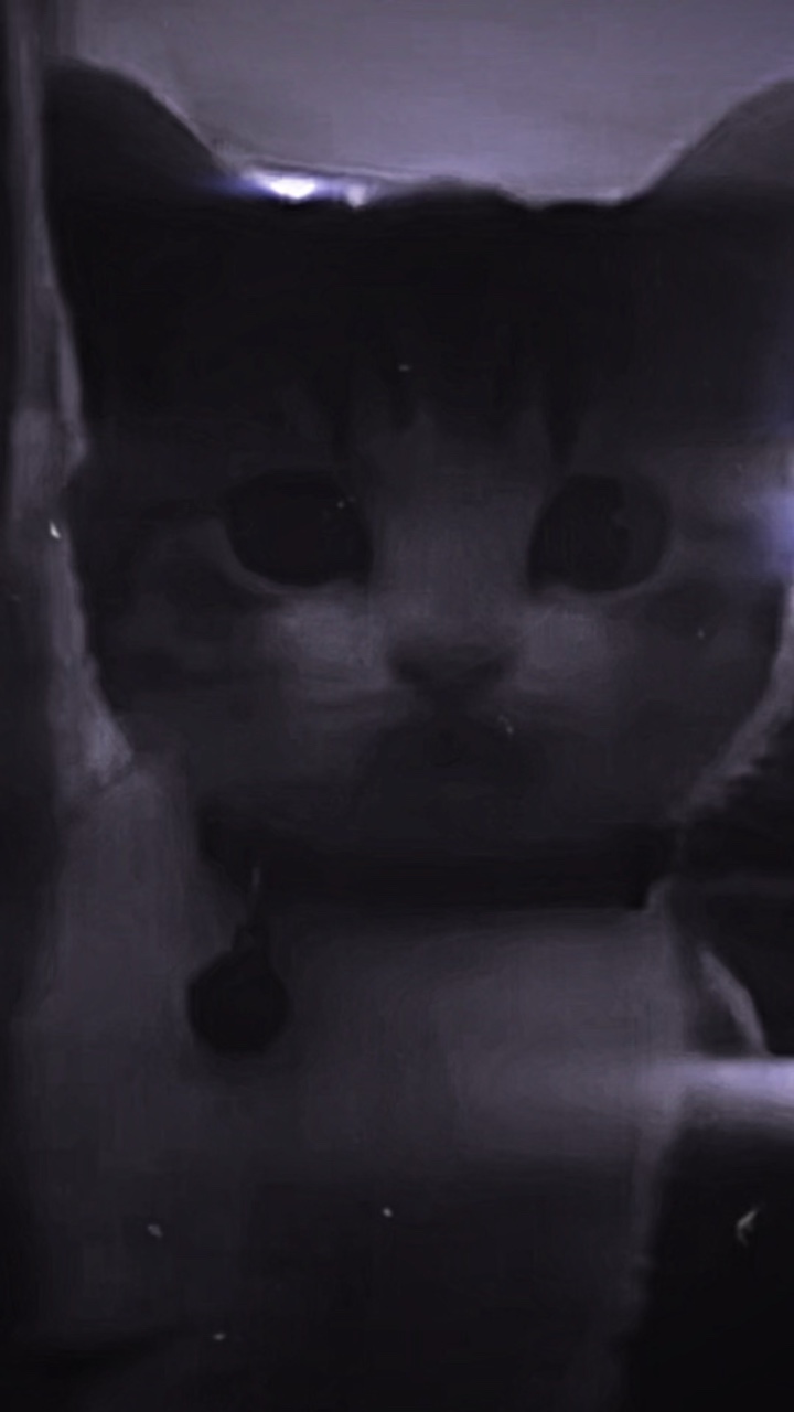 Gato fofo: D❤️