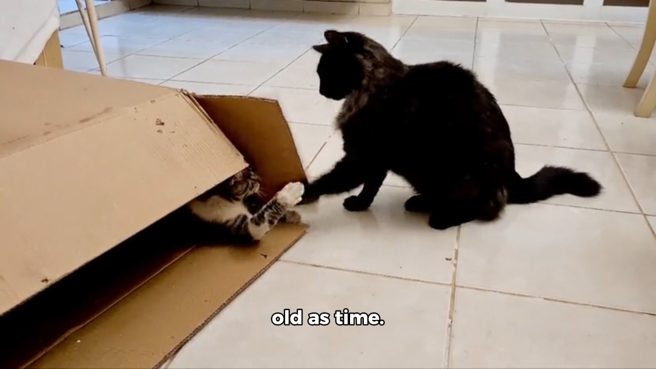 Gato Vs Caja