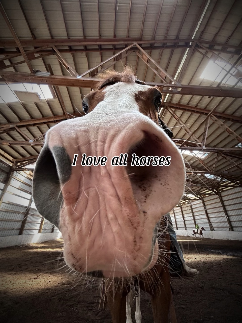 Eu amo todos os cavalos