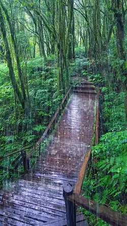 Drizzle in the fores