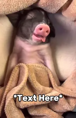 Sleepy piggy meme