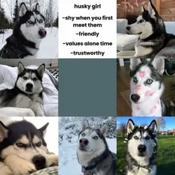 Husky 