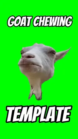 Goat Chewing