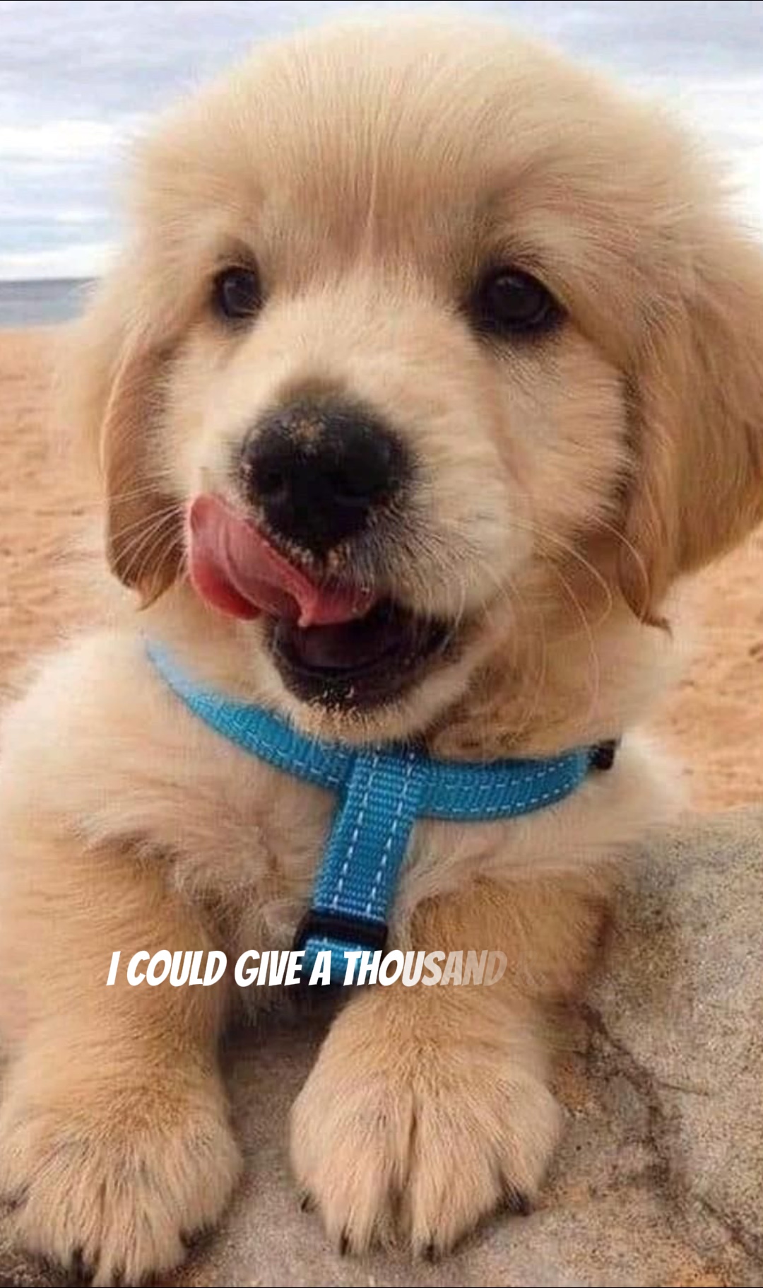 Cute Doggy😊🥹