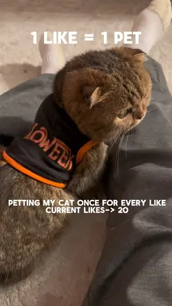 Pet cat for likes