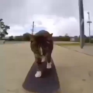 Kucing di Skateboard 