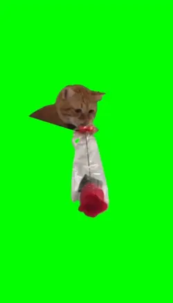 "my bad" Cat - Sorry