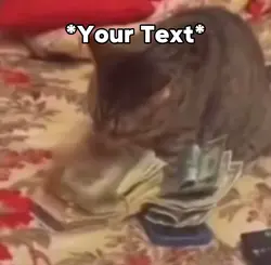 Cat Money Meme
