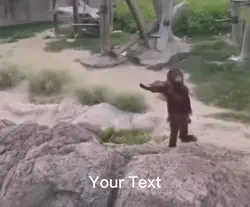 Monkey