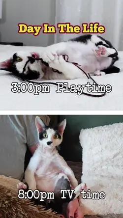 Day In The Life: Pet