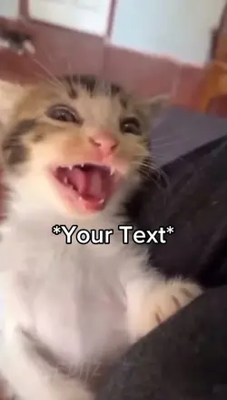 Cat Laughing
