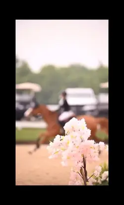 horse jumping 🌺