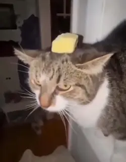 Funny cat