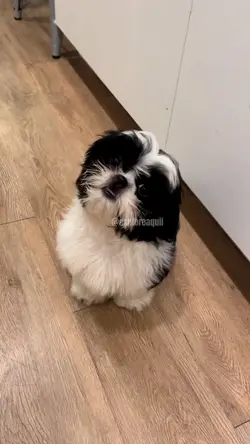 O Shihtzu calmo