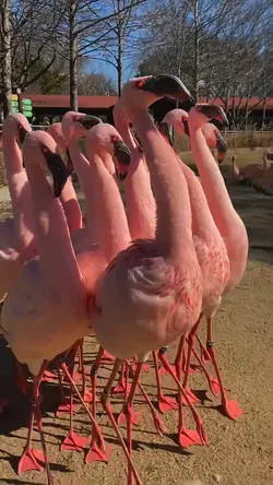 Funny flamingos