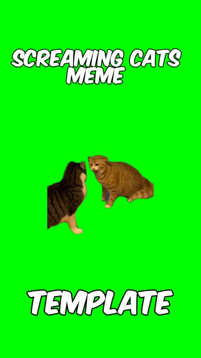 Kucing berteriak 