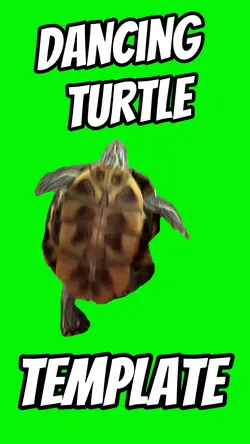 Dancing Turtle