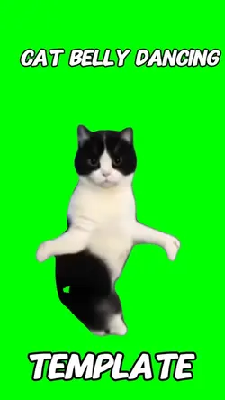 Cat belly dance meme