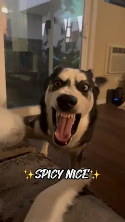 Spicy Nice Dog Trend