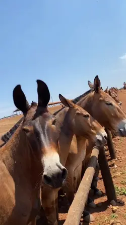 três cuiabana 