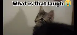 What is that laugh