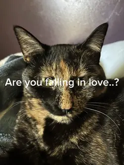 Are you falling in