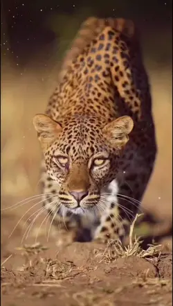 Leopardo
