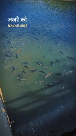 Najaraiko Karouti le