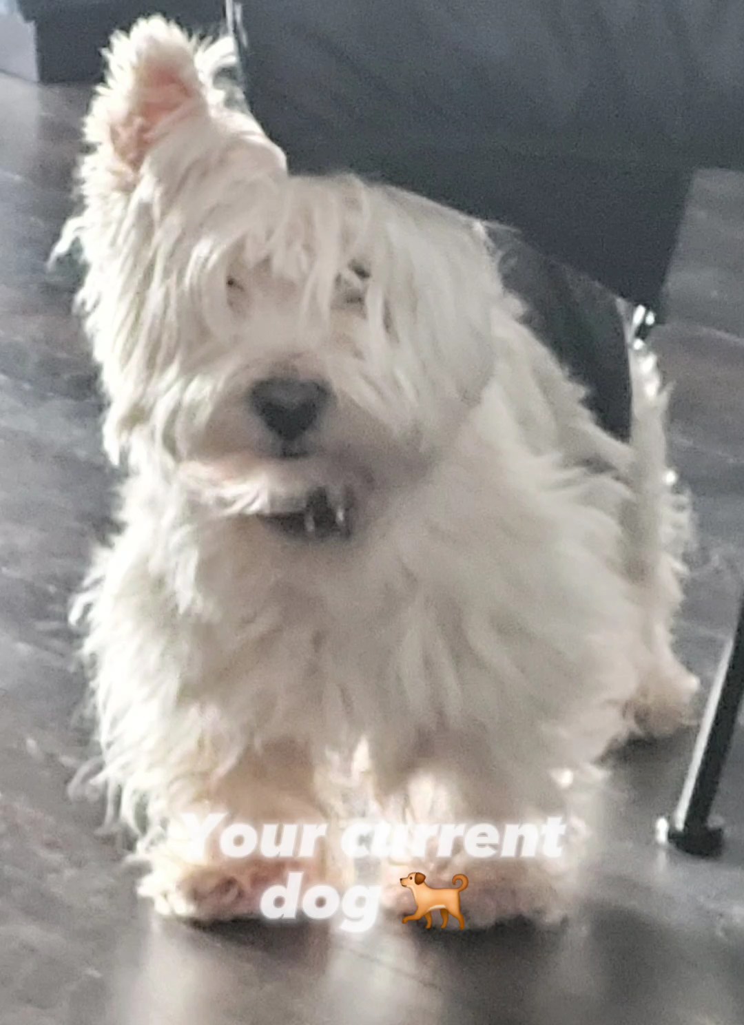 Grosella a perro viejo