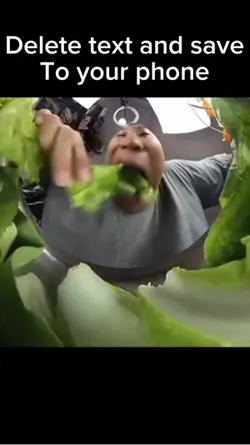 Lettuce