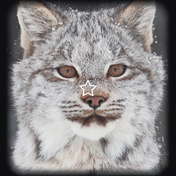 Lince ❤️