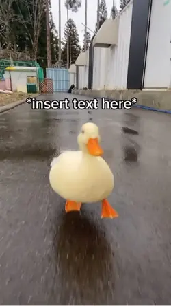 Duck Meme