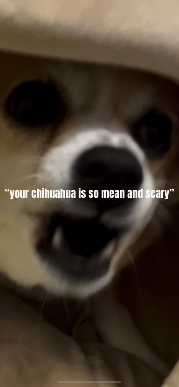 Scary chihuahua pt 2