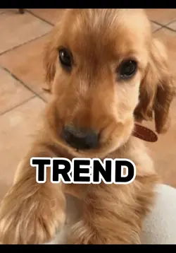 OH YEAHH!‼️ Template