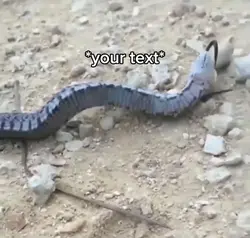 Laughing snake