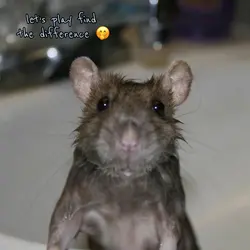 ~FIND THE DIFFERENCE