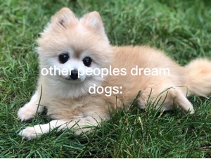 Perro de ensueño