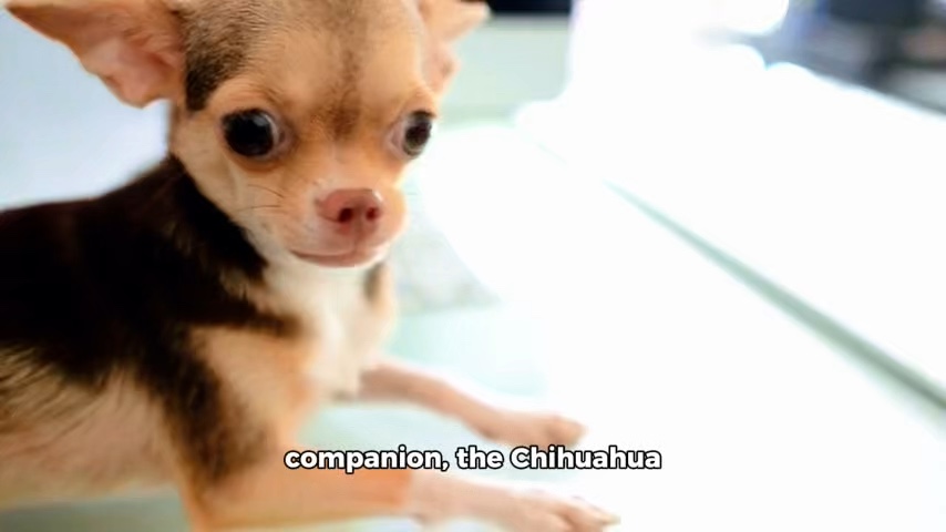 Dog Template 