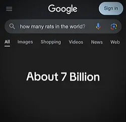 7 billion rats |