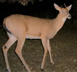 I want your daddy to