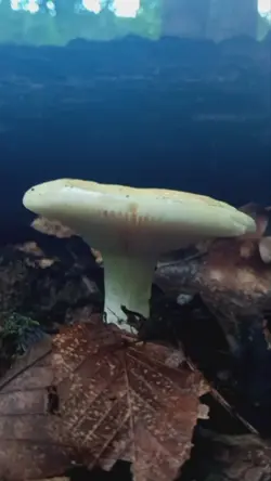 Brittle Gill russula