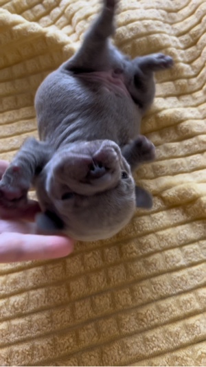 Oklahoma Frenchies 