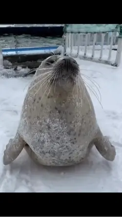 Happy seal 🥹