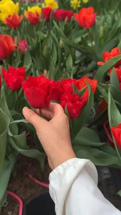 Dekha aik khwab 🌷🌷🪻