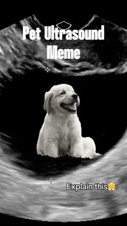 Pet Ultrasound Meme