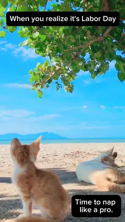 Labor Day Felines