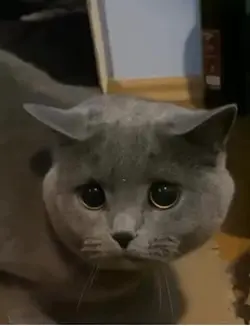 Sad cat